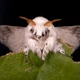 White Moth 