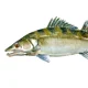 Zander fish