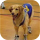 Air bud