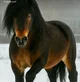 A draft horse