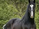 Draft horse