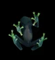 010 A little frog