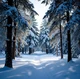 Wintry Forest