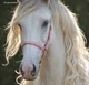 Albino friesian