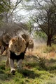 a group of lions