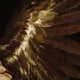 Icarus