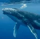 Humpback Whale