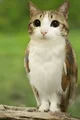 ZZ - Meowl