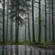 Child Of forest