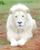 White Male Lion