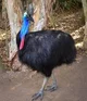 Bill the cassowary