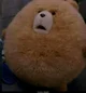 Ted
