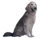 jpeg dog