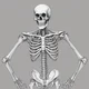 Skeleton 
