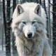 White Wolf