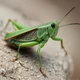 Grasshopper 