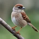 Sparrow