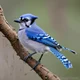 Bluejay 