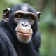 Chimpanzee 