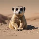 Meerkat 