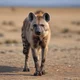 Hyena 