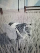 Snow leopard horse