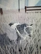 Snow leopard horse