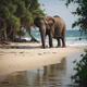 Elephant in island 