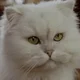 Snowbell