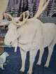 Albino moose