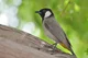 A White Eared Bulbul