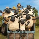 Shaun the Sheep RP