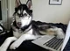 Dog School