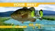 Kevin the Fish