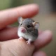 Tiny mouse student 