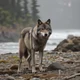Be a coastal wolf 