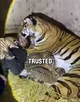 girl tiger encounter