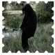 5 SEVERUS T SNAPE