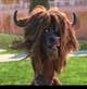 Yax the Yak Zootopia