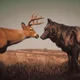 Red dead animals