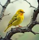 Canary