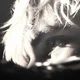 DRACO M