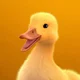 Pato de BancoEstado