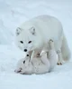 Arctic Fox Life