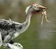 Pelecanimimus