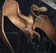 Coloborhynchus