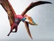 Dsungaripterus