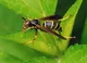 wasp