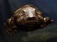 Ichthyostega