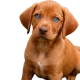 oscar the puppy